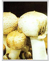 아카리쿠스버섯