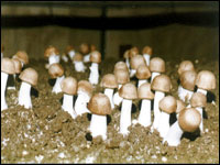 아카리쿠스버섯가공식품6종