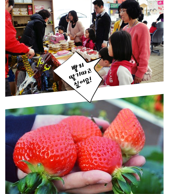 딸기 수확 체험1