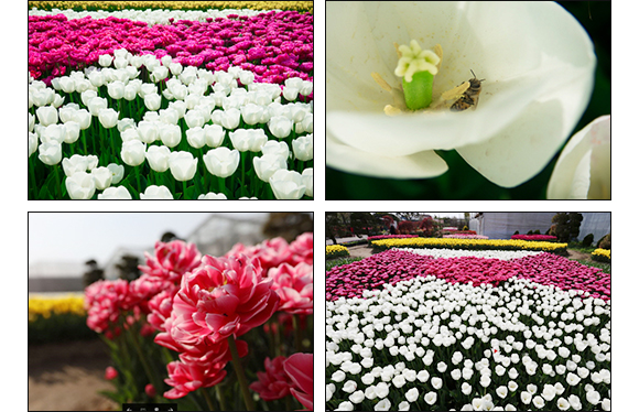 아산세계꽃식물원