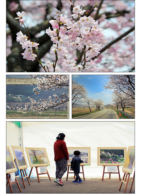 천안 북면위례벚꽃축제