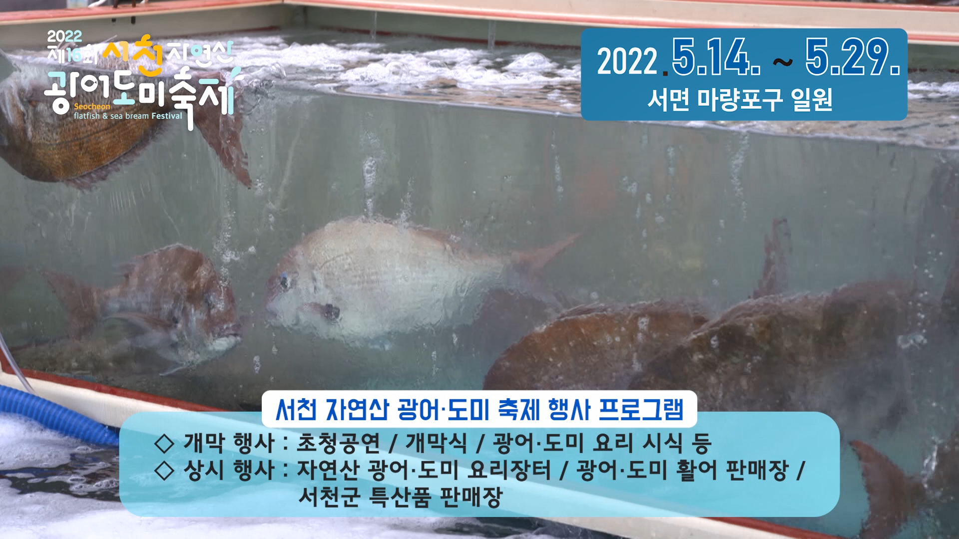 제16회 서천 자연산 광어도미 축제 사진2