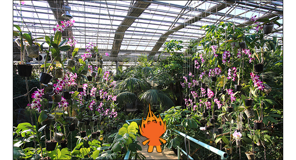 아산 세계꽃식물원2