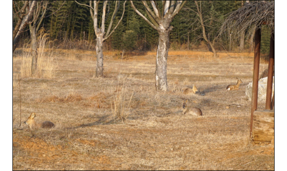 방문자센터로 가는 길, 오른쪽으로 사슴들이 사는 ‘고대륙 구역’