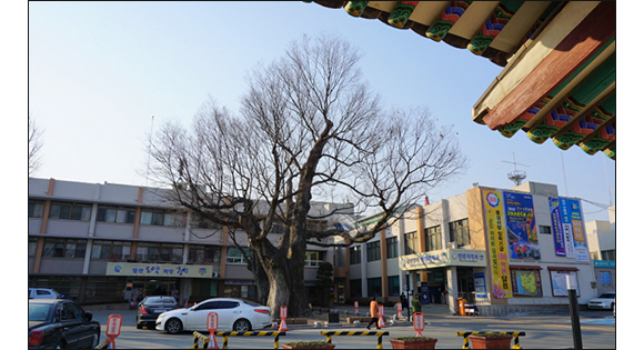 홍성군청 건물 앞으로 커다란 나무,나이가 540여 살이 된 오관리 느티나무