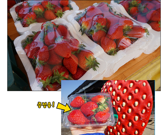 판매용 딸기와 증정용 딸기
