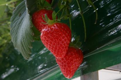 논산 딸기 수확 체험