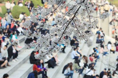 천안 북일고등학교 벚꽃