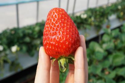 논산 딸기 체험