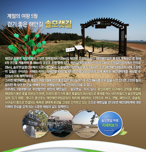 태안군 원북면 학암포에서 고남면 영목항까지 120km의 해안에 조성되고 있는 태안해안길은 총 6개 계획구간 중 현재 4개 구간을 개통하여 총 59km의 규모로 운영 중에 있다.
바라길(학암포에서 신두리 12km), 소원길(신두리에서 만리포 22km), 솔모랫길(몽산포에서 드르니항 13km), 노을길(백사장항에서 꽃지 12km)이 그것. 태안해안국립공원 내에 조성된 이 길들은 구비치는 서해의 리아스식해안을 따라 펼쳐지는 아름다운 경관과 함께 독특한 해안생태계를 체험할 수 있어서 더욱 매력적이다.
그러면 태안해변길 중 계절의 여왕 5월에 걷기 좋은 길은 어디일까? 네 구간 59km를 모두 걸을 수만 있다면 고민이 필요 없지만 꼭 짚어 한 곳을 택해야 하는 여행일정이기에 고민하지 않을 수 없다.
아무래도 5월여행지로 추천할만한 태안의 해안길은 ‘솔모랫길’이지 싶다. 몽산포해안 사구에서 군락을 이루는 해당화가 붉은 꽃을 피우는가 하면, 이국의 향기 가득 품은 튜울립의 화사함으로 축제를 여는 네이쳐월드가 솔모랫길에 걸쳐 있기 때문. 게다가 몽산포는 태안해안국립공원의 허리에 해당하는 지역으로 바다, 갯벌, 해안사구, 곰솔림, 사구습지 등으로 연결되는 독특한 생태계 환경을 그대로 간직하고 있는 곳으로 해변길을 걷다보면 해안생태계에 대한 이해와 관심을 갖게 되는 소중한 체험의 길도 함께한다.